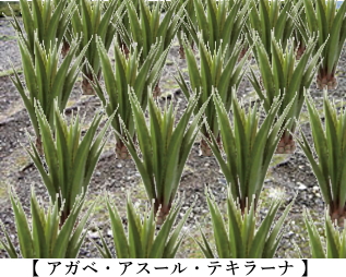 ブルーアガベがずらりと実っている画像