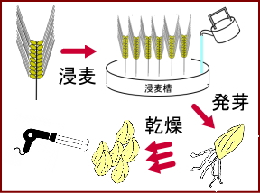 麦芽の精製の漫画