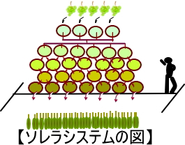 シェリー酒の熟成法であるソレラシステムを表わしたイラスト
